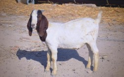 大耳山羊是什么品种？