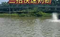 龙虾螃蟹鳜鱼混养，如何平衡生长与效益？