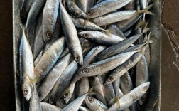 2025湖州青鱼价格会涨还是跌？