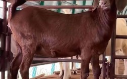 100只黄羊养殖技术要点有哪些？