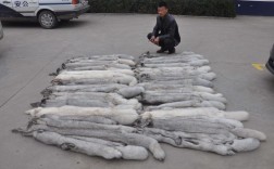 诸城貉子价格现在多少钱？