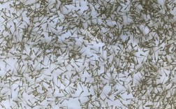 台湾泥鳅水花养殖技术要点有哪些？