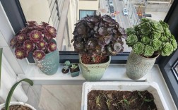 露地韭菜怎么种？高产技术有哪些要点？