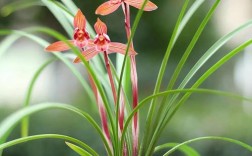 什么品种的兰花最好？