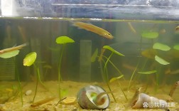 泥鳅室内养殖技术视频