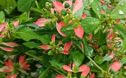 哪些一品红品种颜值最高？