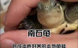 南石龟2025最新价格是多少？不同规格和品相的价格差异有多大？