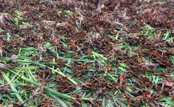 贵州蚂蚱养殖技术视频怎么学？