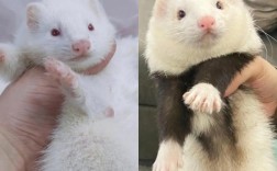 人工养殖的貂具体是哪些品种？