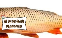 中国鲤鱼品种有哪些？看图识鲤全在这！