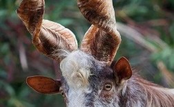 世界最大山羊品种是哪一种？