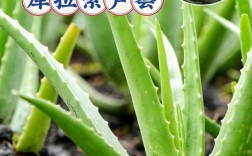 哪些芦荟品种能吃？附图片。