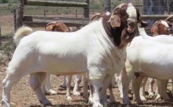 山羊最大品种是哪个？