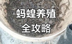 人工水蛭养殖技术视频怎么学？