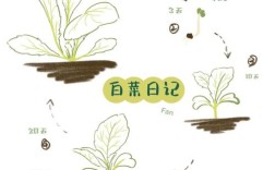 小白菜怎么种才能又高产又好？