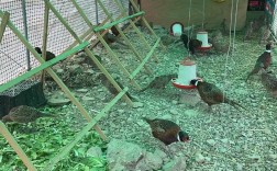 美国七彩山鸡养殖技术要点有哪些？