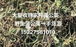 2025年蒲公英价格多少钱一斤？