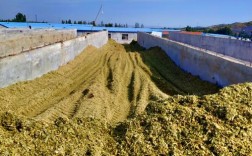 玉米秸秆发酵喂羊，技术要点有哪些？