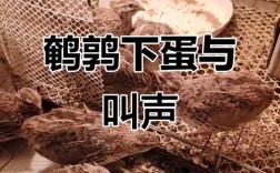 鹌鹑什么品种下蛋最多？