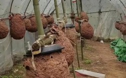 科技苑马蜂养殖技术视频怎么学？