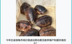 2025石金钱价格会涨还是跌？