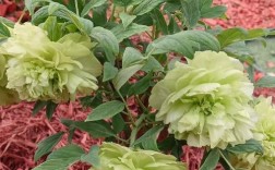 绿色花可食用品种有哪些？