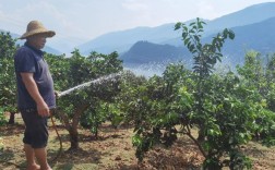 柑橘施肥技术视频有哪些关键要点？