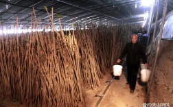 北方香椿大棚种植技术有哪些要点？