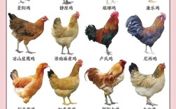 什么品种土鸡好养又好活？