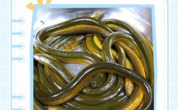 家里泥鳅黄鳝怎么养？技术要点有哪些？