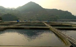 泥鳅网箱养殖技术视频要点有哪些？