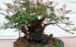 清香木品种有哪些？附图片对比吗？