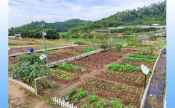 农村种蔬菜哪些品种合适？