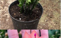 哪种蟹爪兰品种最好？