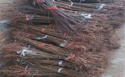 红天鹅绒李子怎么种才高产？