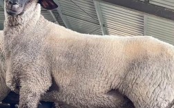 羊养殖选什么品种最省心？