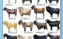 哪种羊上榜十大品种？养殖首选哪类？