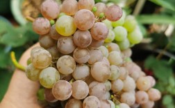 无籽小颗粒葡萄有哪些品种？