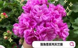 天竺葵品种到底有多少？