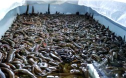 央视水蛭养殖技术视频靠谱吗？