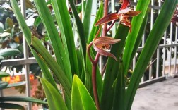 墨兰什么品种开花好看