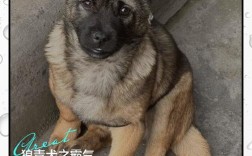 100斤左右有哪些肉狗品种？