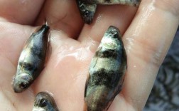 湖北胭脂鱼苗养殖技术要点有哪些？