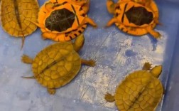 小型金钱龟苗如何高效孵化？