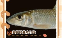 鲫鱼夏花的养殖技术0