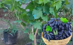 盆栽葡萄选什么品种好？