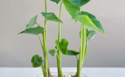 春季大棚芋头种植技术要点有哪些？