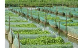 黄鳝泥鳅网箱养殖技术要点有哪些？