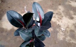 橡皮树哪个品种的叶子最大？不同品种的叶子大小差异有多大？