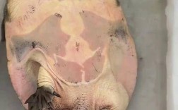 武汉野生甲鱼价格现在多少钱一斤？